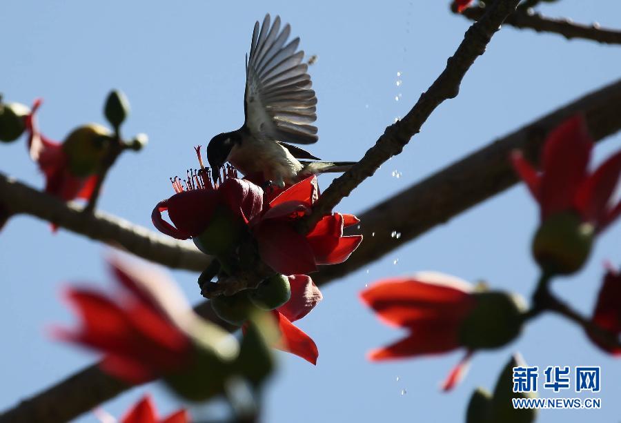 “花開意盎然，雀鳥上枝頭”：聽！春天的腳步聲