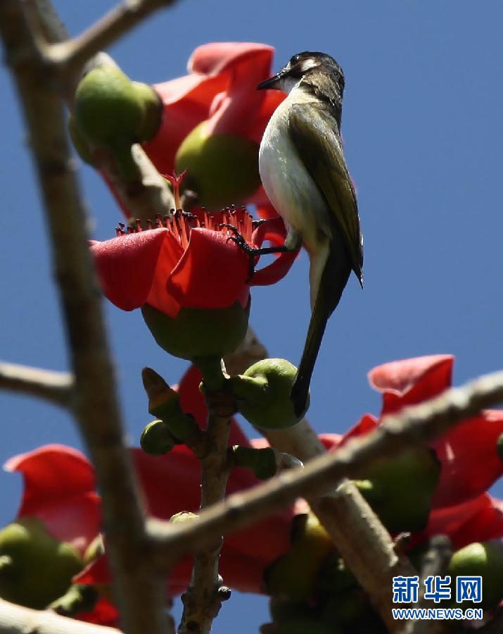 “花開意盎然，雀鳥上枝頭”：聽！春天的腳步聲