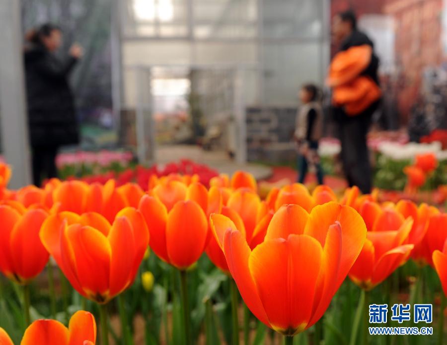 “花開意盎然，雀鳥上枝頭”：聽！春天的腳步聲