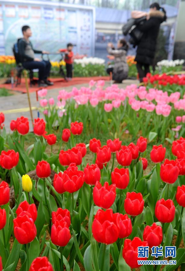 “花開意盎然，雀鳥上枝頭”：聽！春天的腳步聲