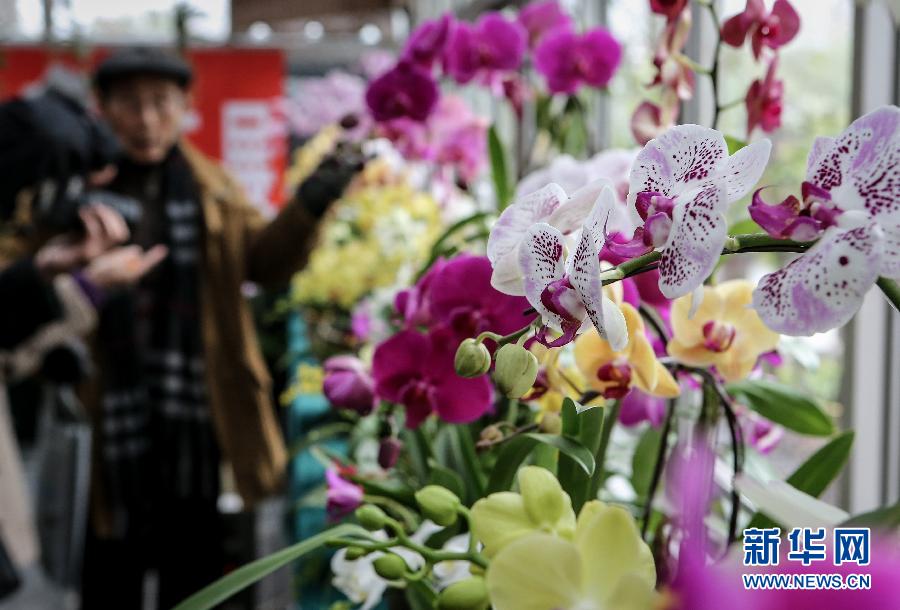 “花開(kāi)意盎然，雀鳥(niǎo)上枝頭”：聽(tīng)！春天的腳步聲