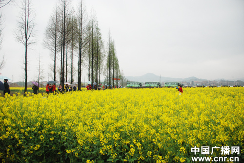 賞油菜花海 品農家風情 “美麗武穴”鄉村游醉美“自駕游”