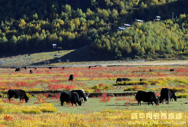 西部大開發10年間的云南香格里拉[多圖]
