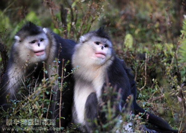 西部大開發(fā)10年間的云南香格里拉[多圖]