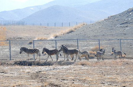 新疆天山野生動物園部分動物散放供游客觀賞