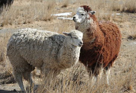 新疆天山野生動(dòng)物園部分動(dòng)物散放供游客觀賞