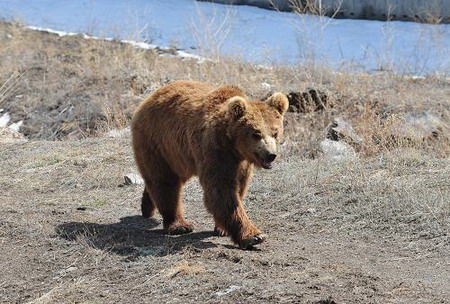 新疆天山野生動物園部分動物散放供游客觀賞
