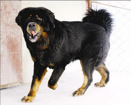 200余只精品藏獒、中亞名犬亮相新疆國際博覽中心