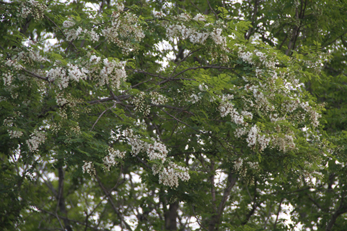 濱城槐花飄香 第23屆大連賞槐會(huì)啟幕