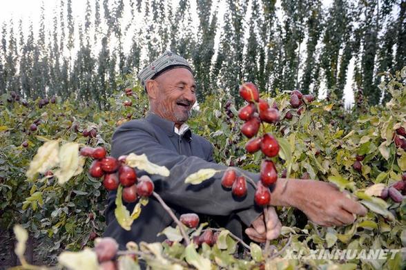 柯坪：2.8萬畝紅棗喜獲豐收