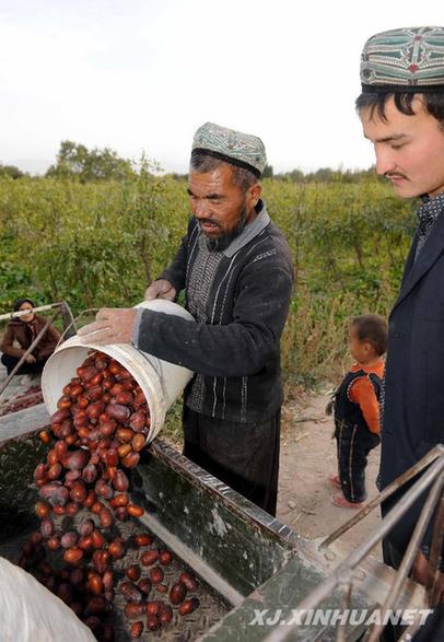 柯坪：2.8萬畝紅棗喜獲豐收