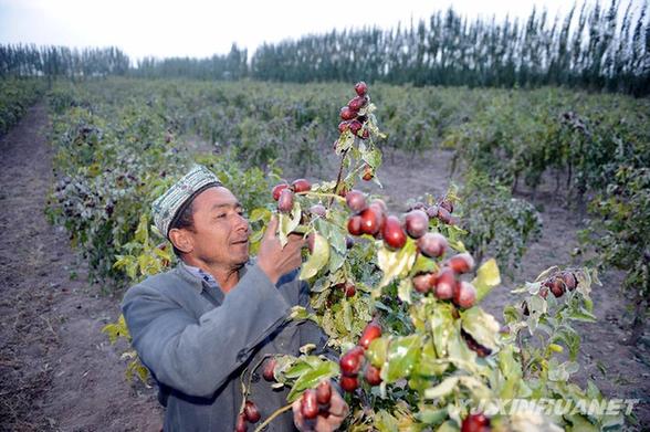 柯坪：2.8萬畝紅棗喜獲豐收