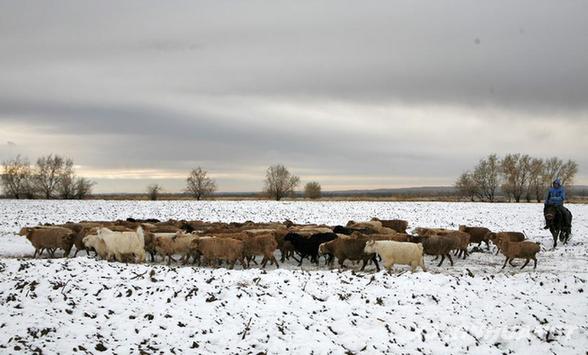 初雪降臨阿勒泰