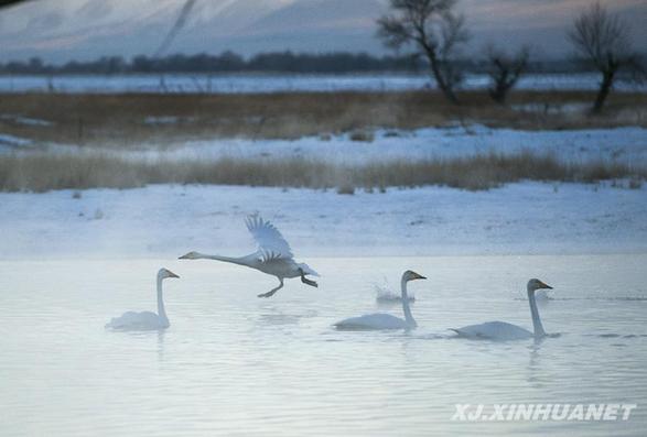 溫泉濕地引來天鵝安家