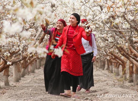 庫爾勒梨花綻放引游客