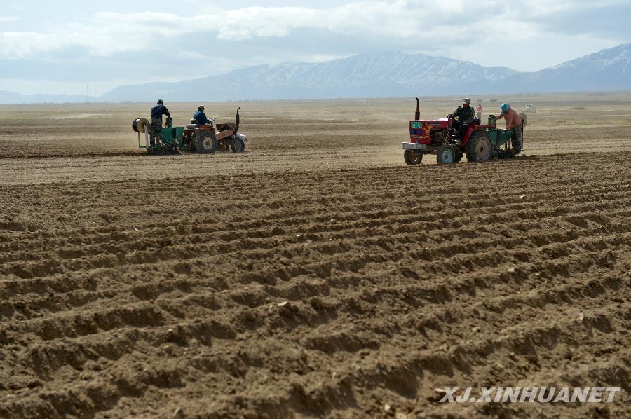 天山農區萬畝馬鈴薯犁土夏播