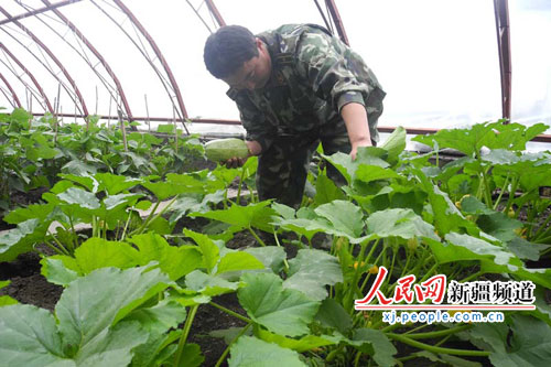 新疆伊犁邊防支隊派出所大棚蔬菜長勢喜人（圖）