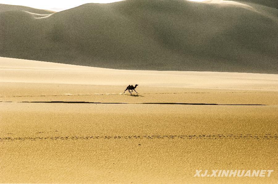 野駱駝有望幫助人類找到腫瘤、糖尿病治療方法