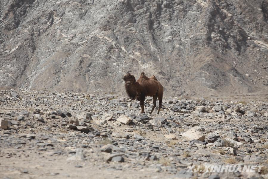 野駱駝有望幫助人類找到腫瘤、糖尿病治療方法