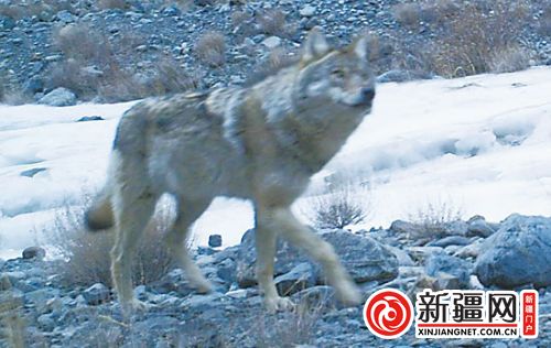 新疆西天山區域布設50多部紅外相機 發現14種動物
