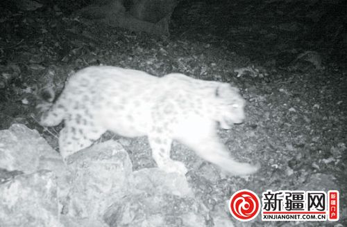 新疆西天山區域布設50多部紅外相機 發現14種動物