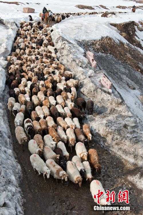 新疆伊犁40萬牛羊春季大遷徙(圖)