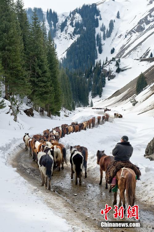 新疆伊犁40萬牛羊春季大遷徙(圖)