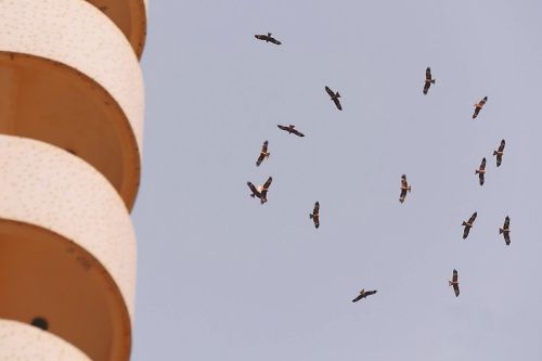 庫爾勒上空千只老鷹集結 半月后或出現在烏魯木齊上空