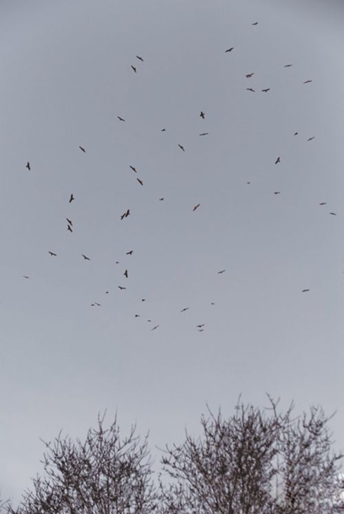 庫爾勒上空千只老鷹集結 半月后或出現在烏魯木齊上空