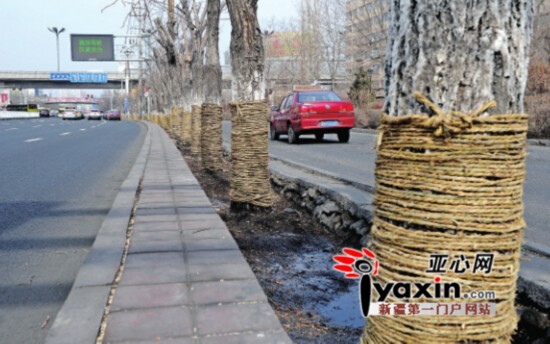 烏魯木齊市阿勒泰路樹木綁草繩準備搬家