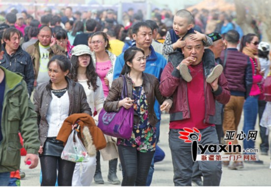 新疆托克遜縣萬畝杏花香 周末兩天迎客達8萬