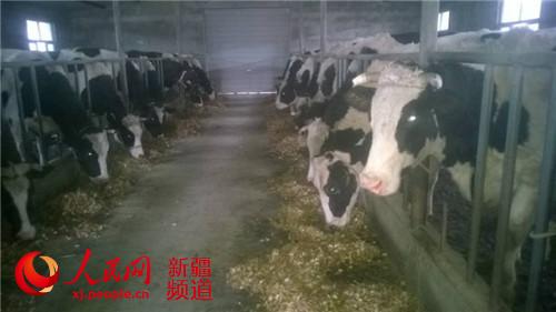 新疆博湖縣奶牛有保姆 “托牛所”里享幸福(圖)