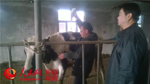 新疆博湖縣奶牛有保姆 “托牛所”里享幸福(圖)