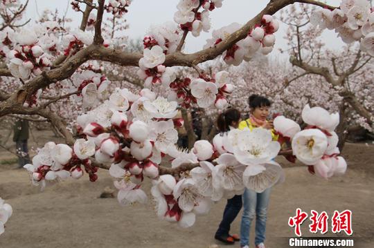新疆兵團團場杏花綻放 成春季旅游勝地(組圖)