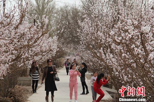 新疆兵團團場杏花綻放 成春季旅游勝地(組圖)