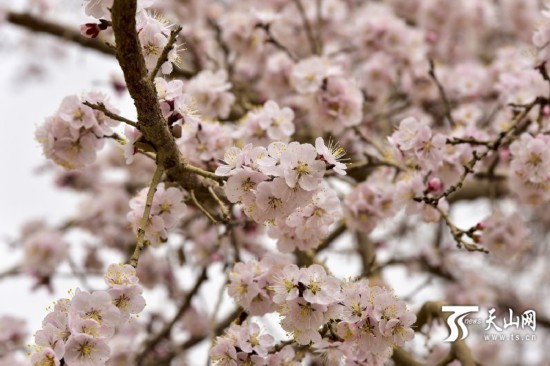 新疆若羌縣：春天來了 杏花開了（組圖）