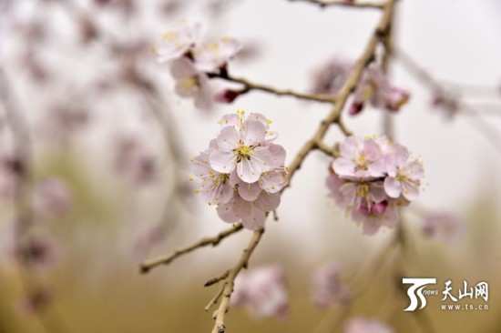 新疆若羌縣：春天來了 杏花開了（組圖）