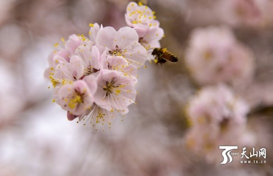新疆若羌縣：春天來了 杏花開了（組圖）