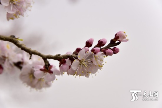 新疆若羌縣：春天來(lái)了 杏花開(kāi)了（組圖）