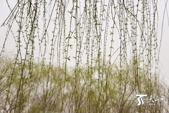 新疆若羌縣：春天來了 杏花開了（組圖）