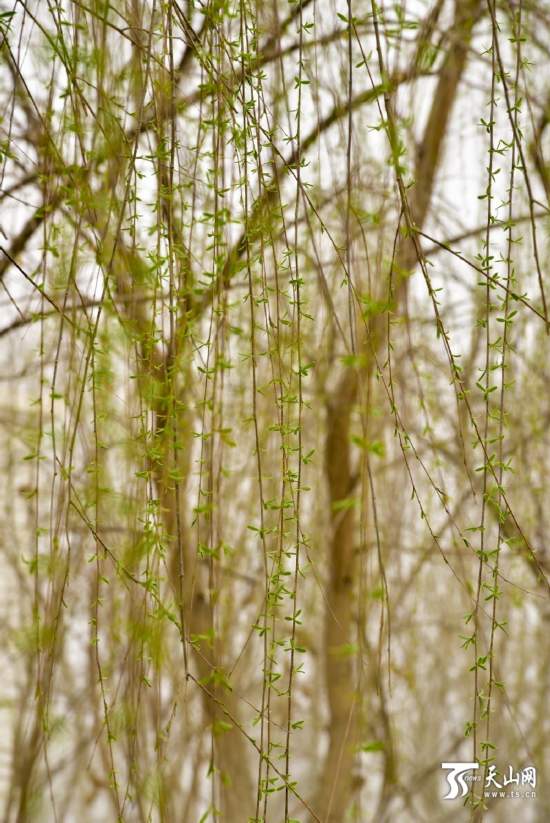 新疆若羌縣：春天來了 杏花開了（組圖）