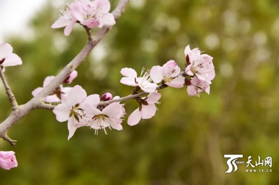 新疆若羌縣：春天來了 杏花開了（組圖）