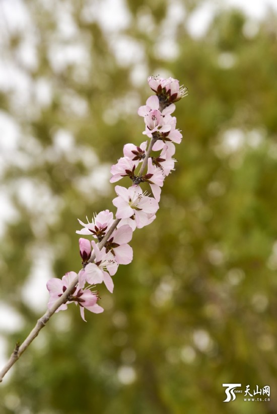 新疆若羌縣：春天來了 杏花開了（組圖）