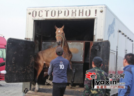 新疆引進哈國40匹汗血寶馬 近期還將從俄引進50匹