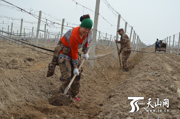 86團投資更新千畝老化葡萄園 30戶少數民族職工受益