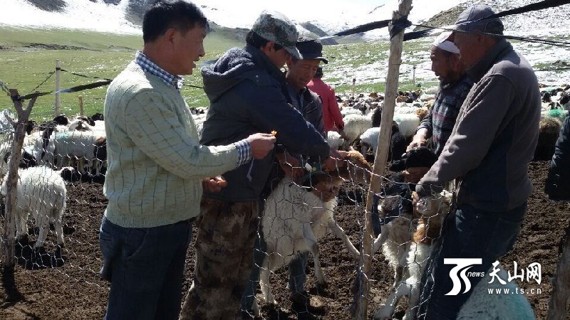 新疆和碩縣:住村工作組雨雪天驅車130公里山路為山羊打耳標