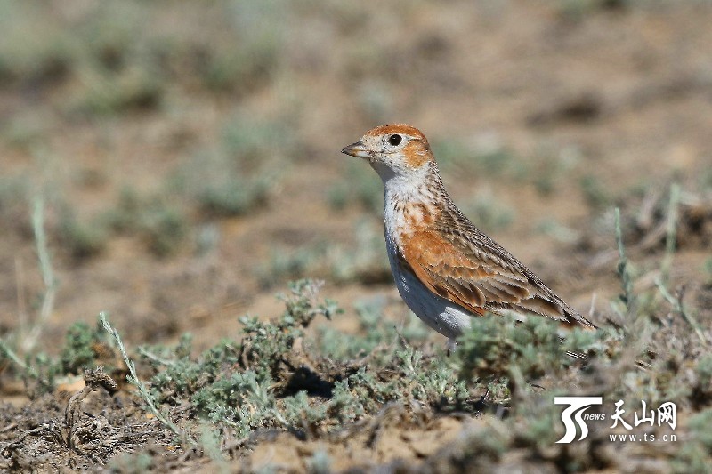 新疆阿勒泰地區(qū)發(fā)現(xiàn)罕見鳥類“白翅百靈”
