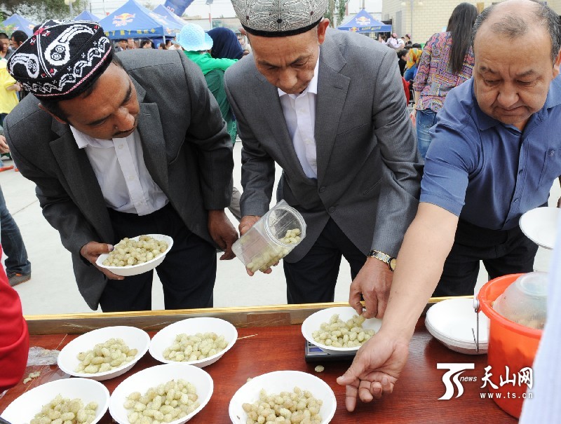 新疆庫爾勒市首屆“美麗蘭干·甜蜜桑葚”節開幕