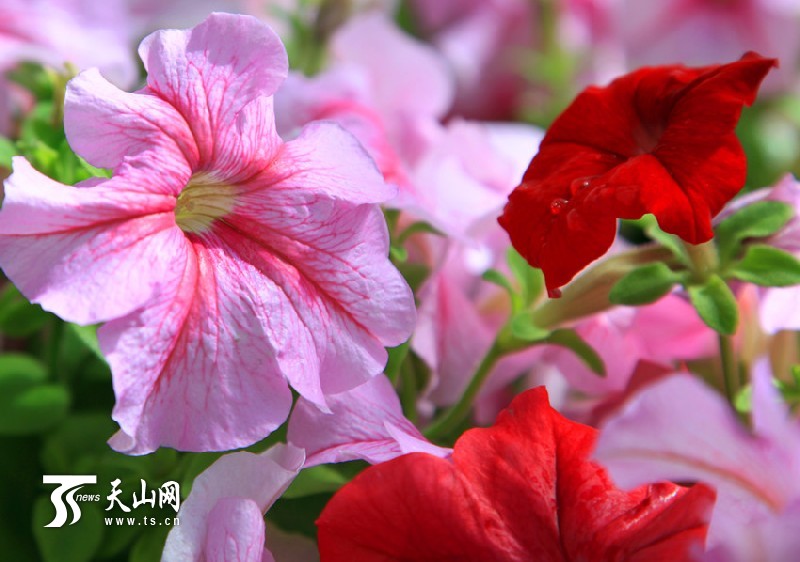 一八三團設施育苗基地百花爭艷