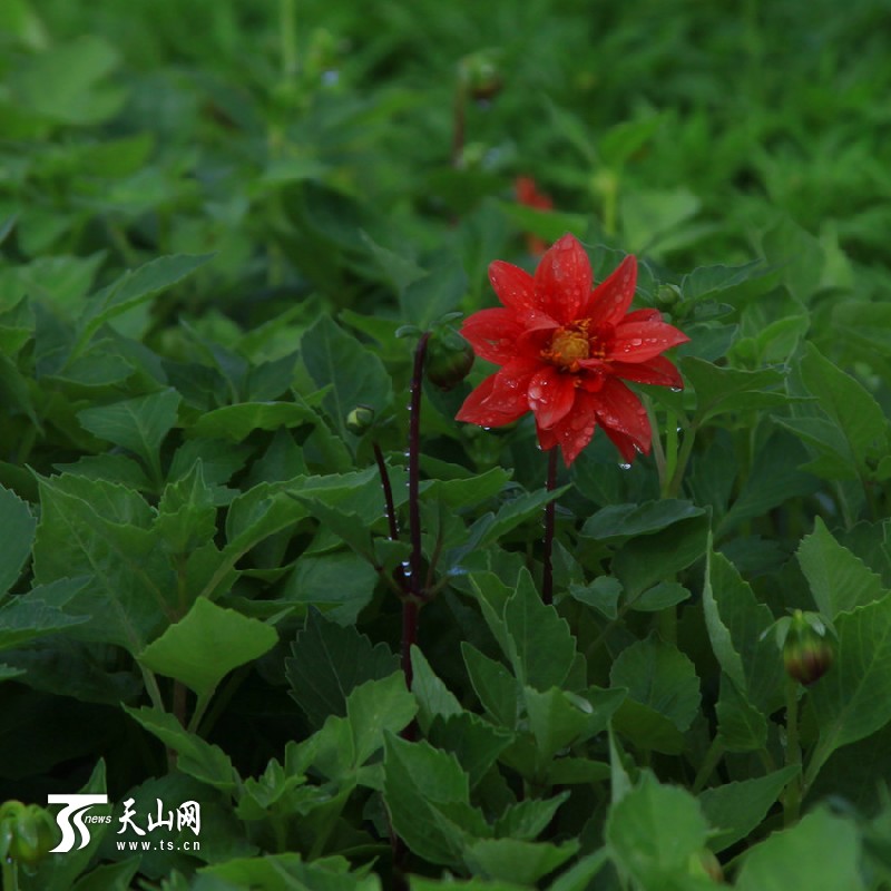 一八三團設施育苗基地百花爭艷